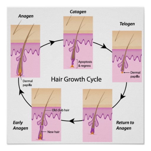 Hair Growth Cycle